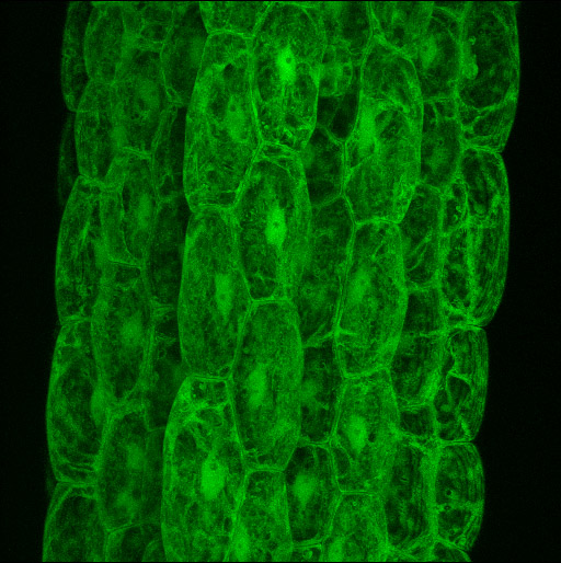 Carnegie Cell Imaging